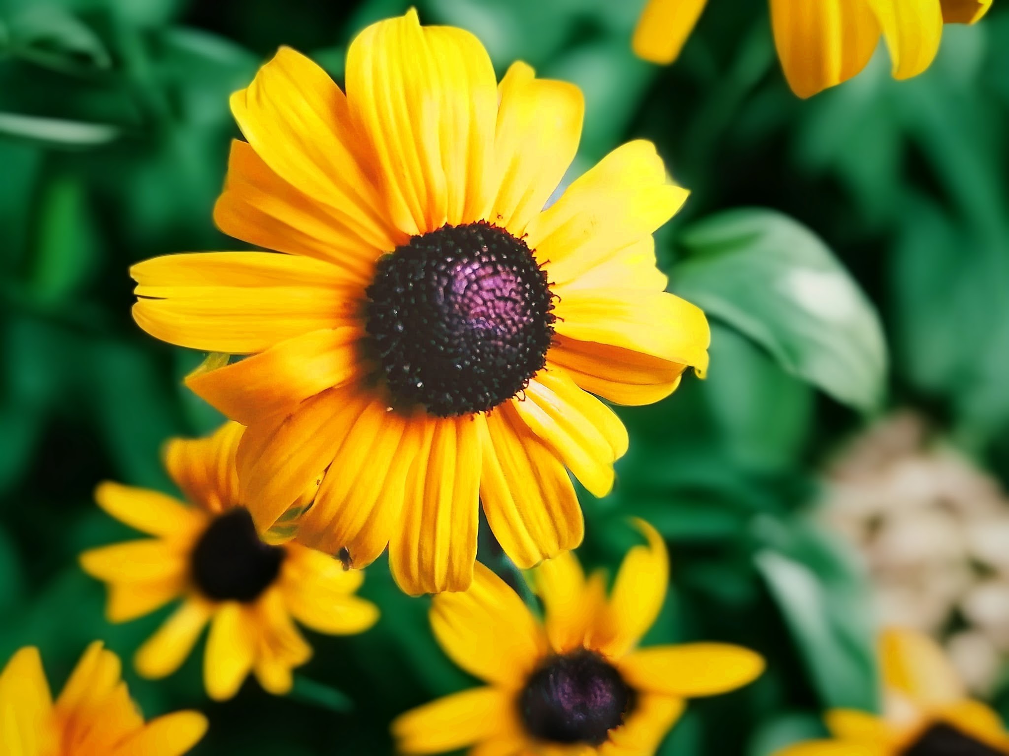 Golden rudbeckia coneflowers in warm late-summer light, honey-gold tones, shallow depth of field