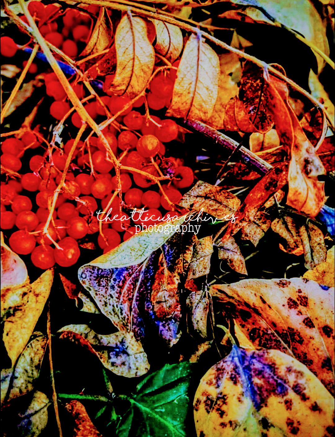 Bright red berries surrounded by autumn foliage in warm tones, seasonal color study