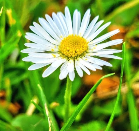 A single daisy in sharp focus with soft blurred background, delicate flower study