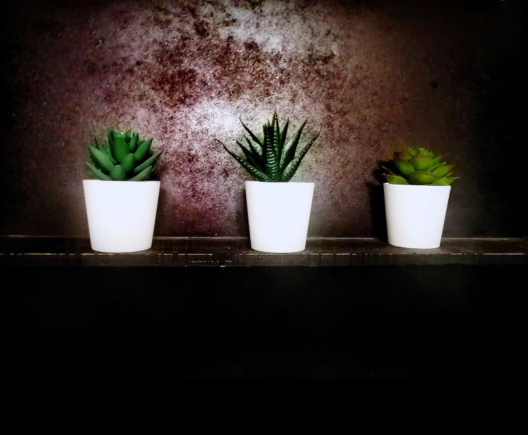 A succulent plant illuminated against a dark background, sculptural plant study