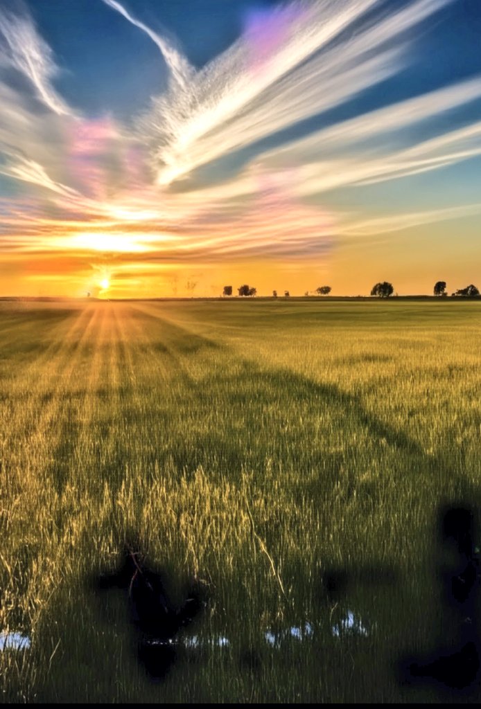 A sunset casting warm light over expansive golden wheat fields, landscape with golden hour light