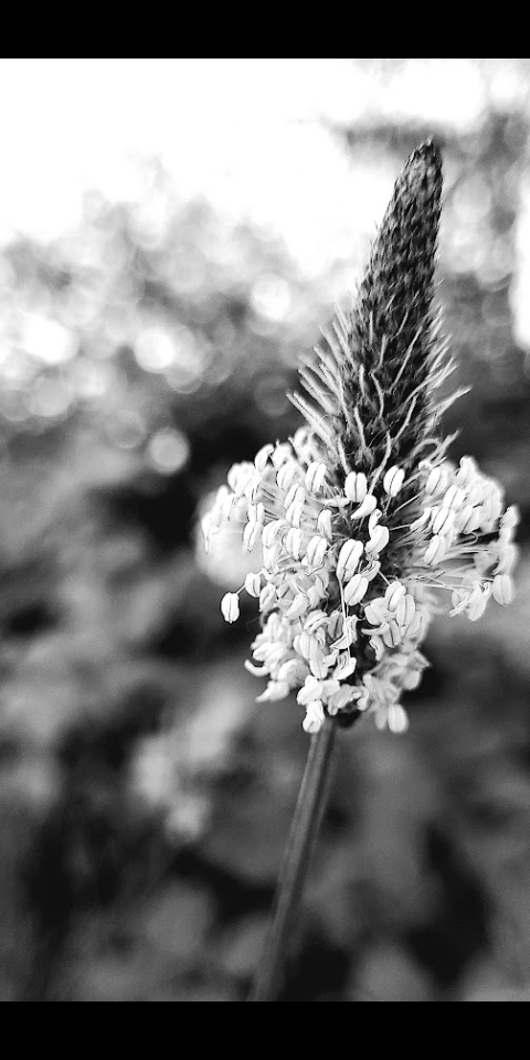 A single flower rendered in black and white, dramatic monochrome study, petal detail
