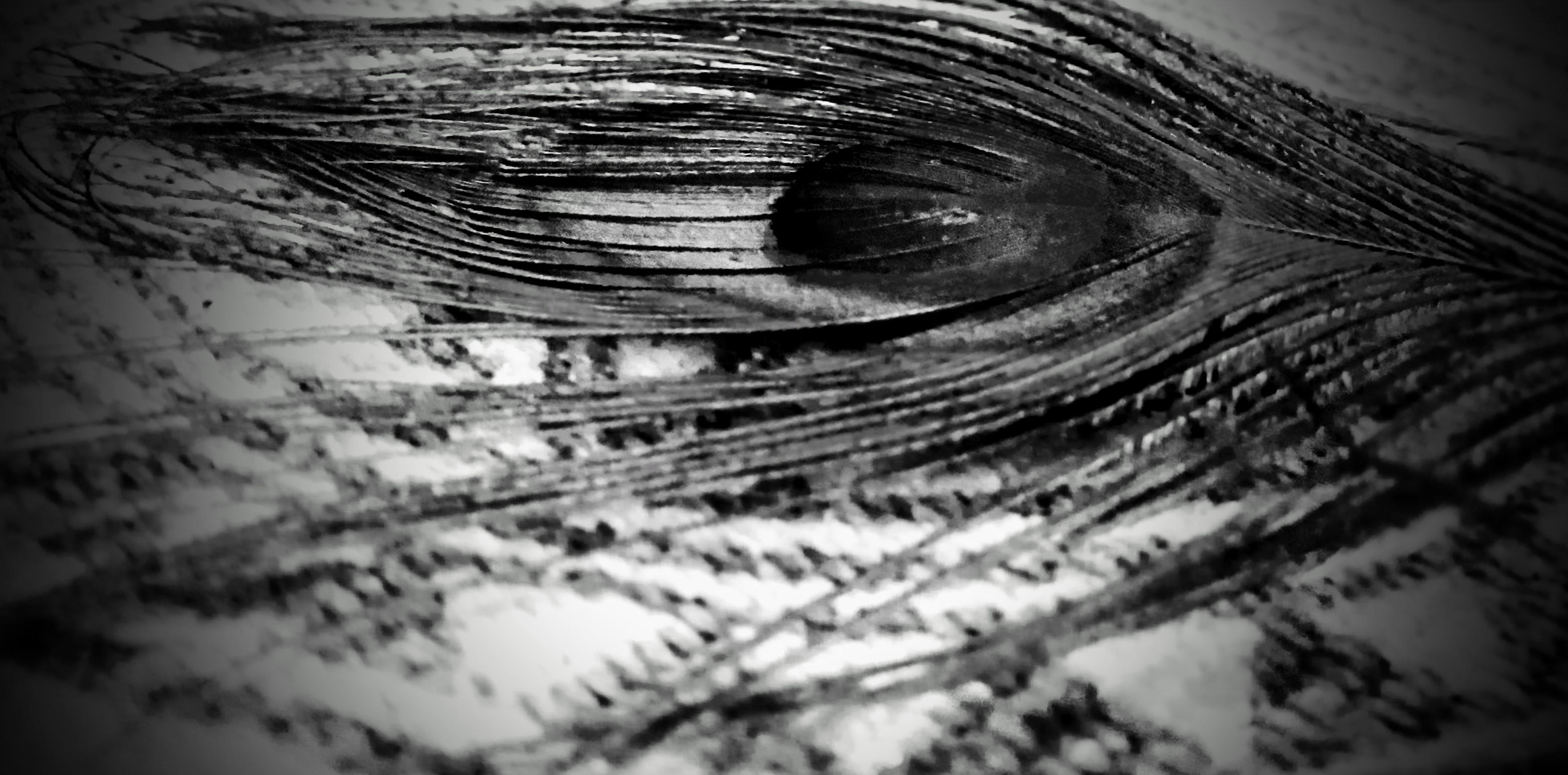 A feather or feathers in monochrome, drifting or floating, abstract study of form