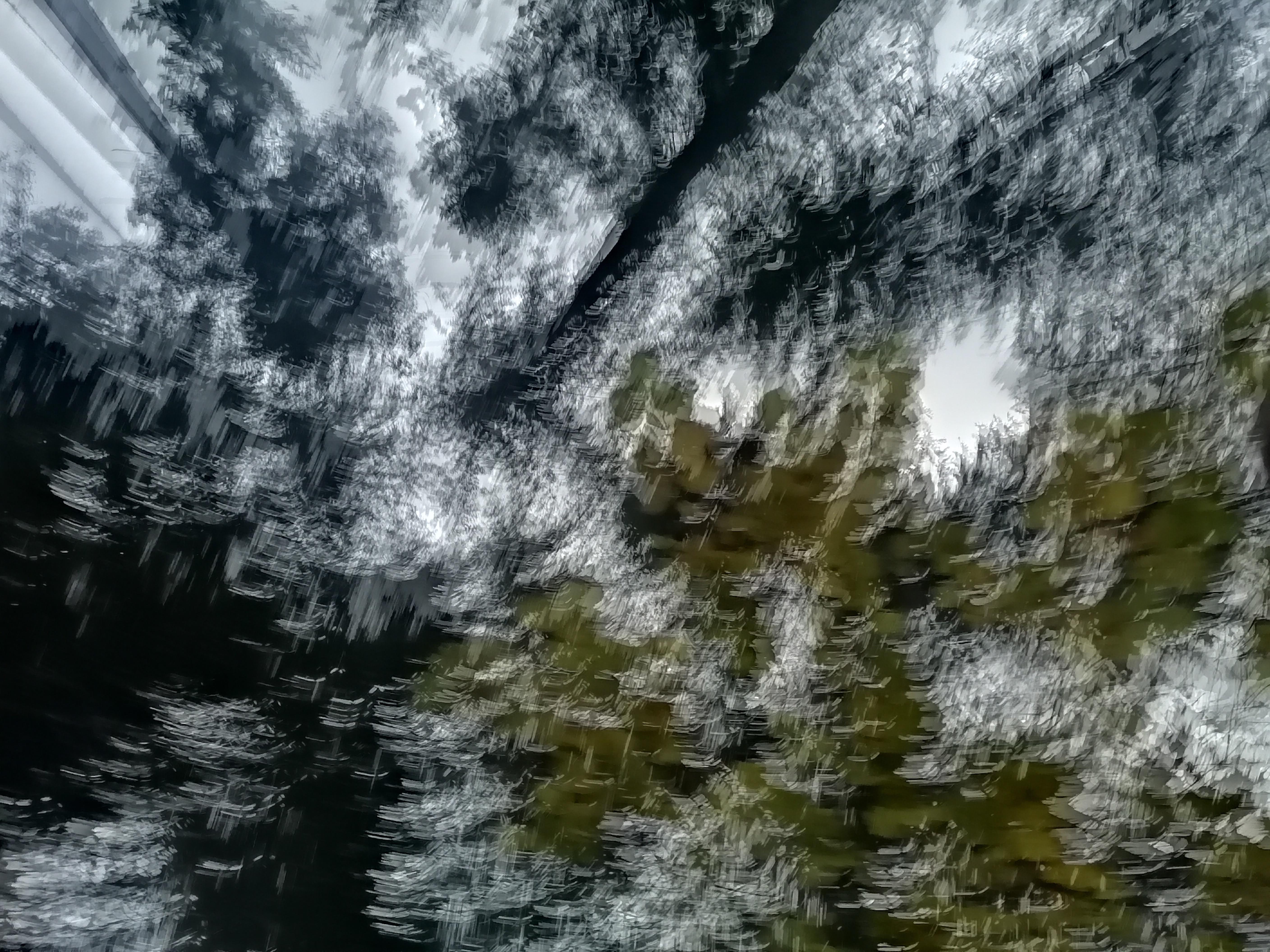 A blurred or motion-filled forest scene suggesting movement or wind through trees