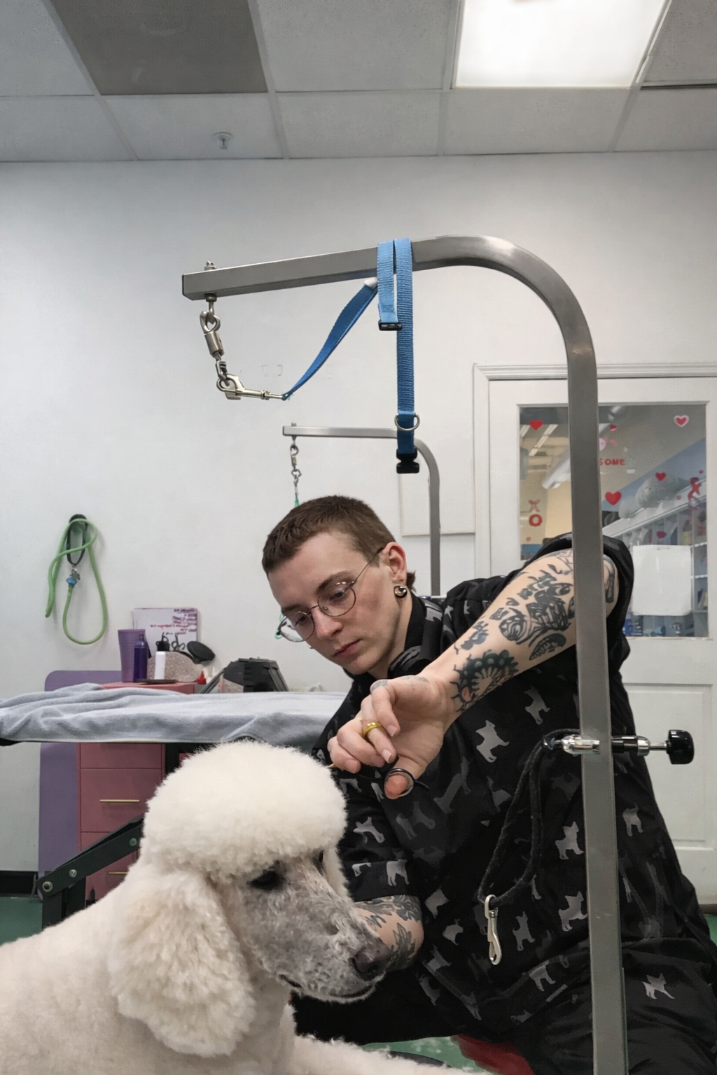 grooming_a_poodle_with_care-1773804689900.png