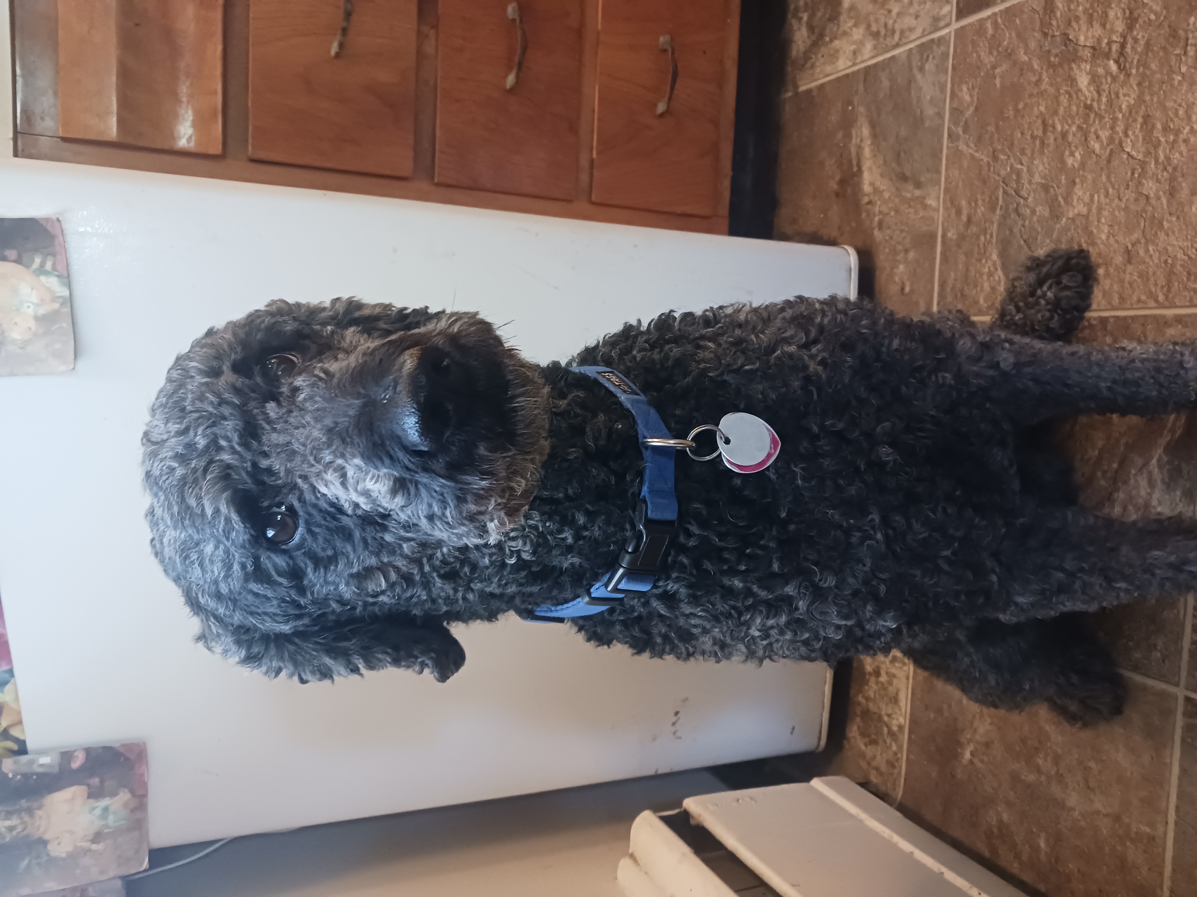 Max, Greeter of Souls