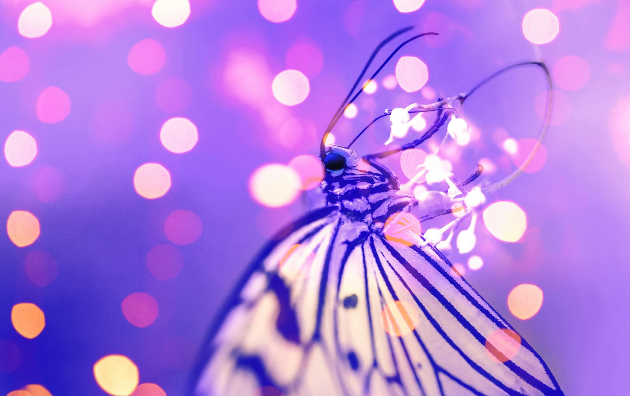 A macro photo of a butterfly with bokeh lights, showcasing vibrant colors and intricate wing detail.
