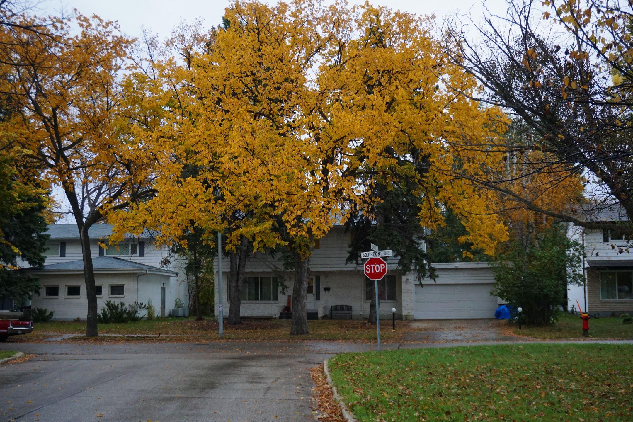 A residential street lined with trees in autumn, showcasing bright yellow foliage.