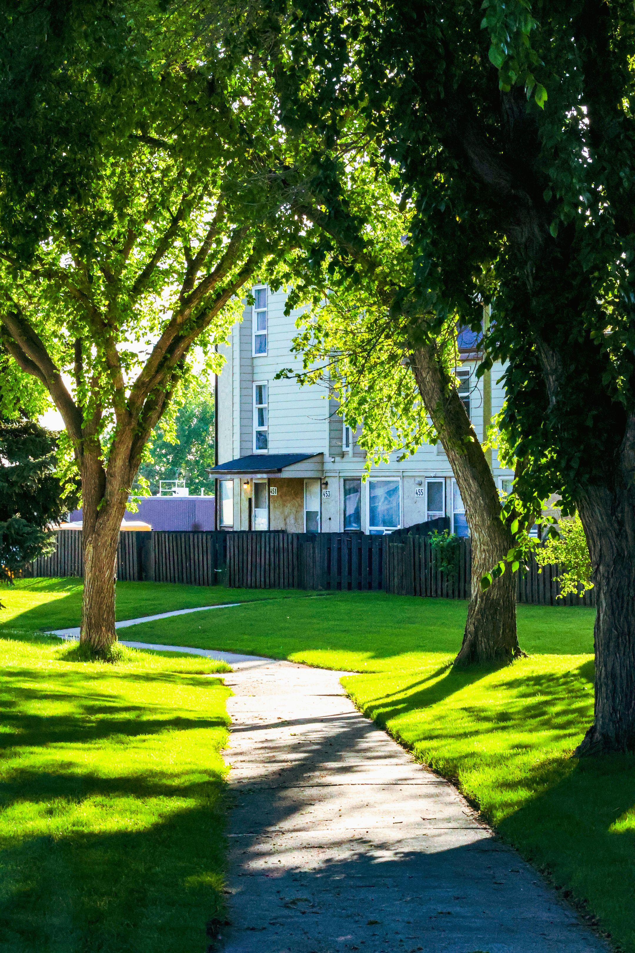 Sunny suburban scene with lush green trees lining a quiet pathway.