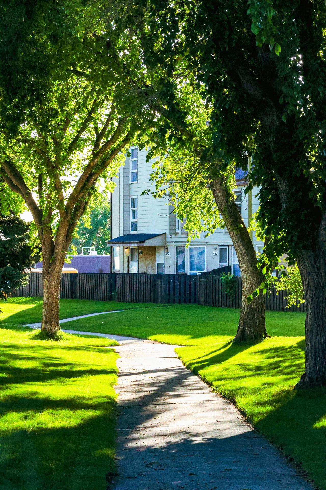 Sunny suburban scene with lush green trees lining a quiet pathway.