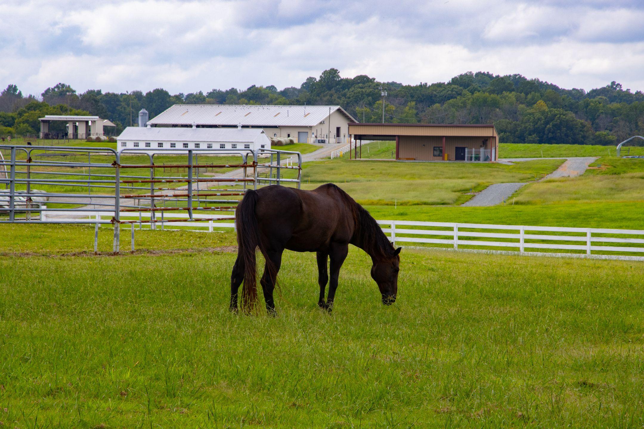 A serene image of a brown horse grazing in a lush green pasture on a farm in North Carolina.