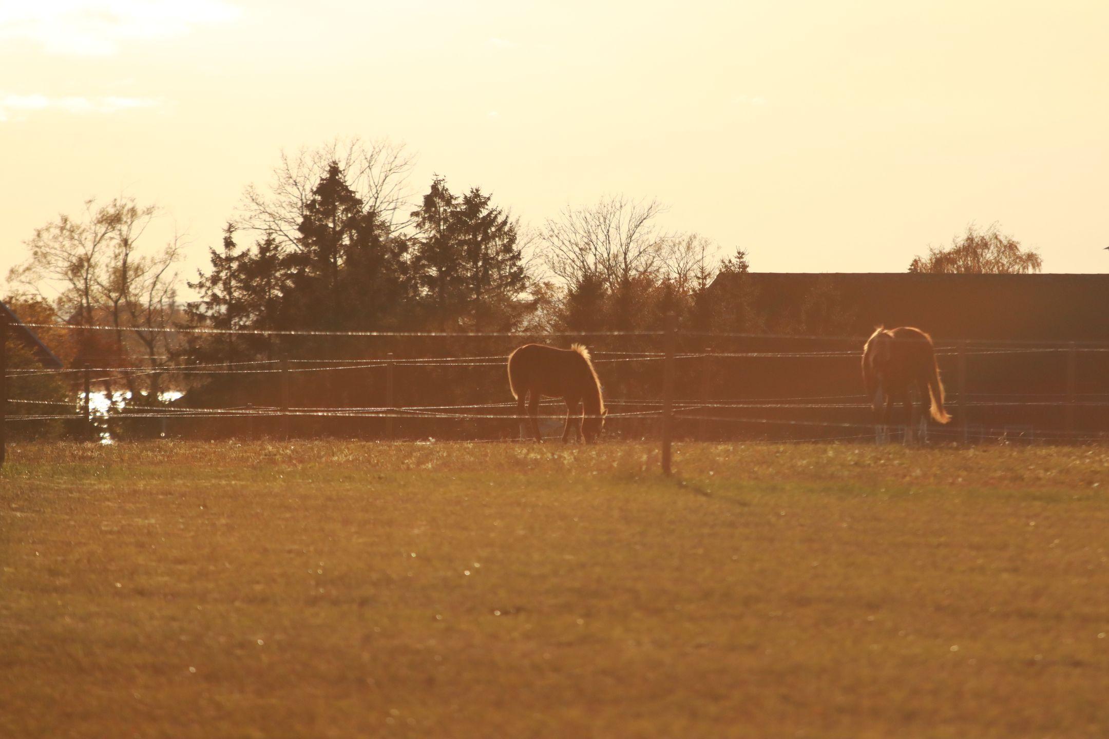 Tranquil rural landscape of horses grazing in a paddock at sunset, surrounded by trees and fencing.