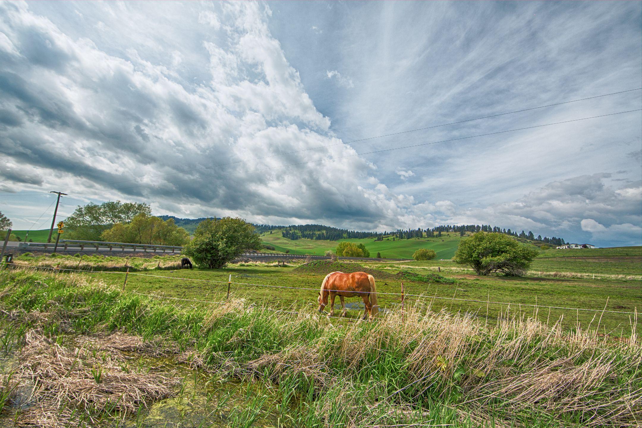 A tranquil rural landscape with a horse grazing under a dramatic cloudy sky.