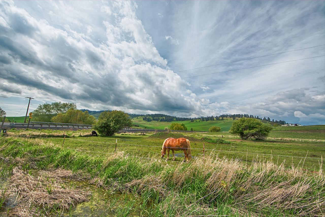 A tranquil rural landscape with a horse grazing under a dramatic cloudy sky.