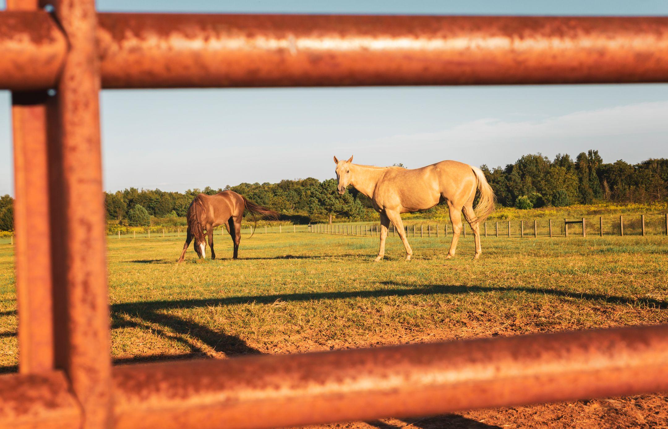 Two horses graze peacefully in a sunlit Kentucky pasture, framed by a rustic fence.