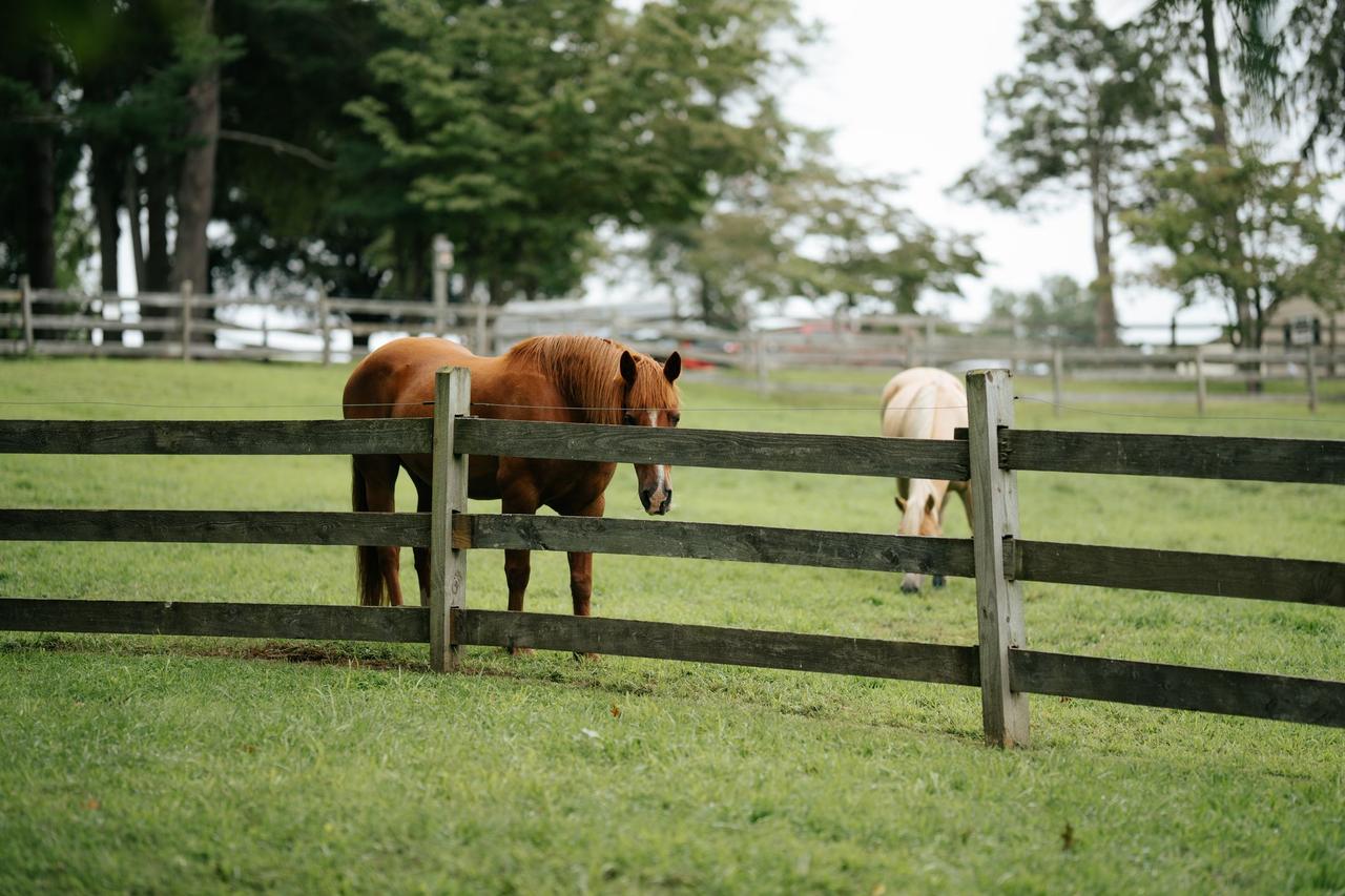 Horses grazing behind a farm fence