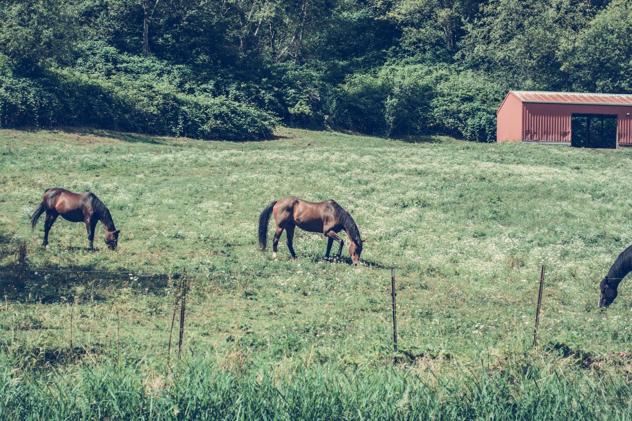 Peaceful scene of horses grazing in a vibrant countryside pasture with a rustic barn.