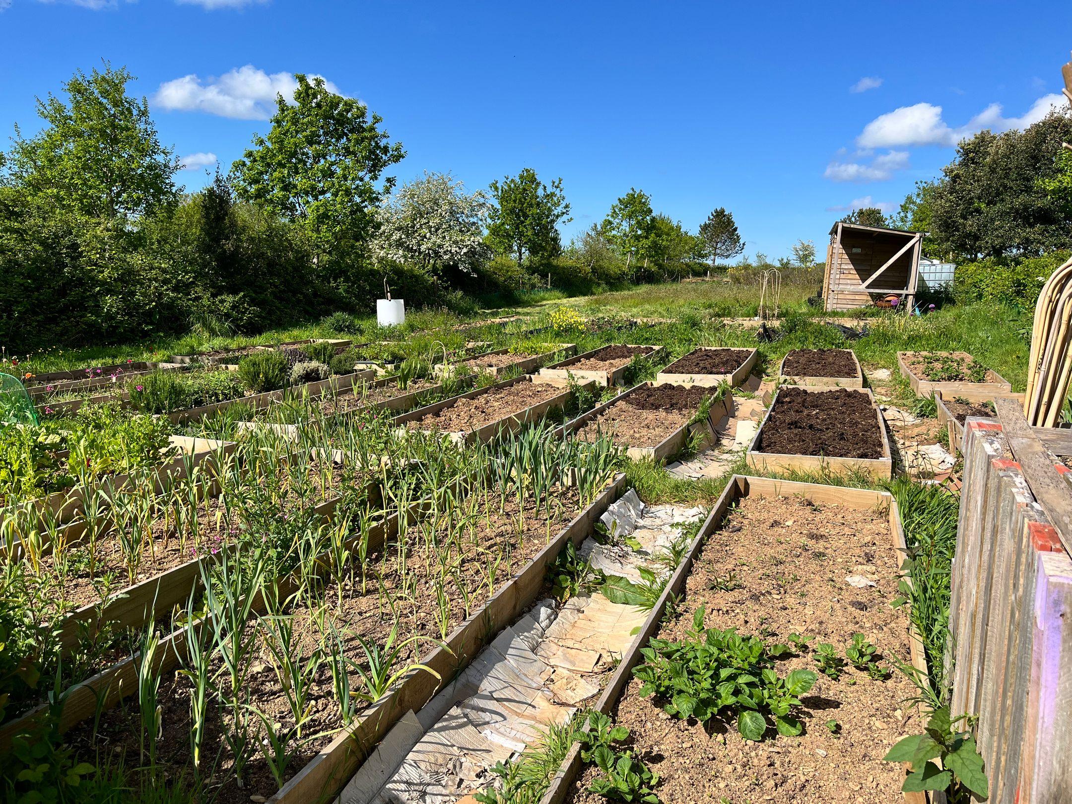 A vibrant allotment garden filled with thriving plants under a clear blue sky in spring.