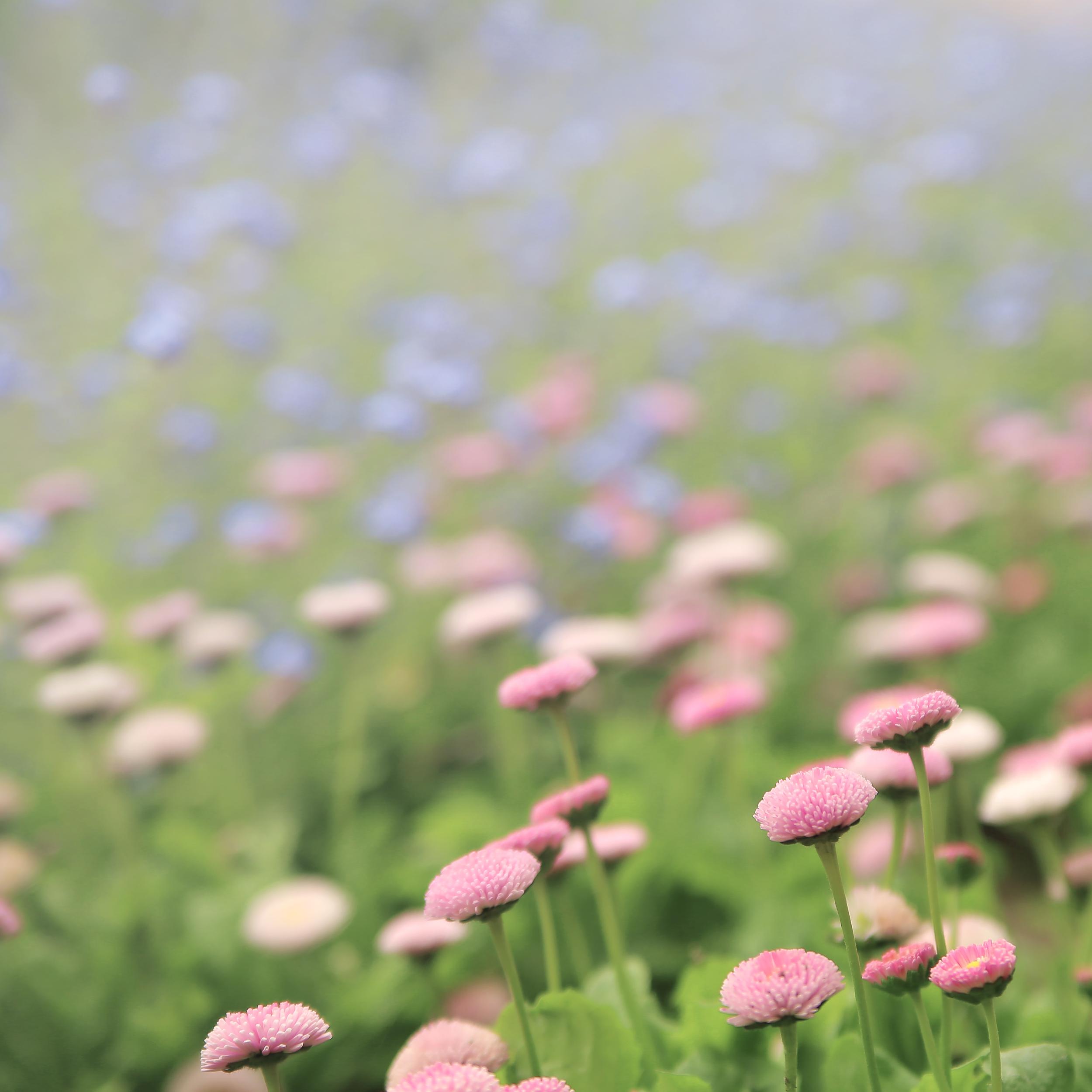 close-up-small-violet-flowers.jpg