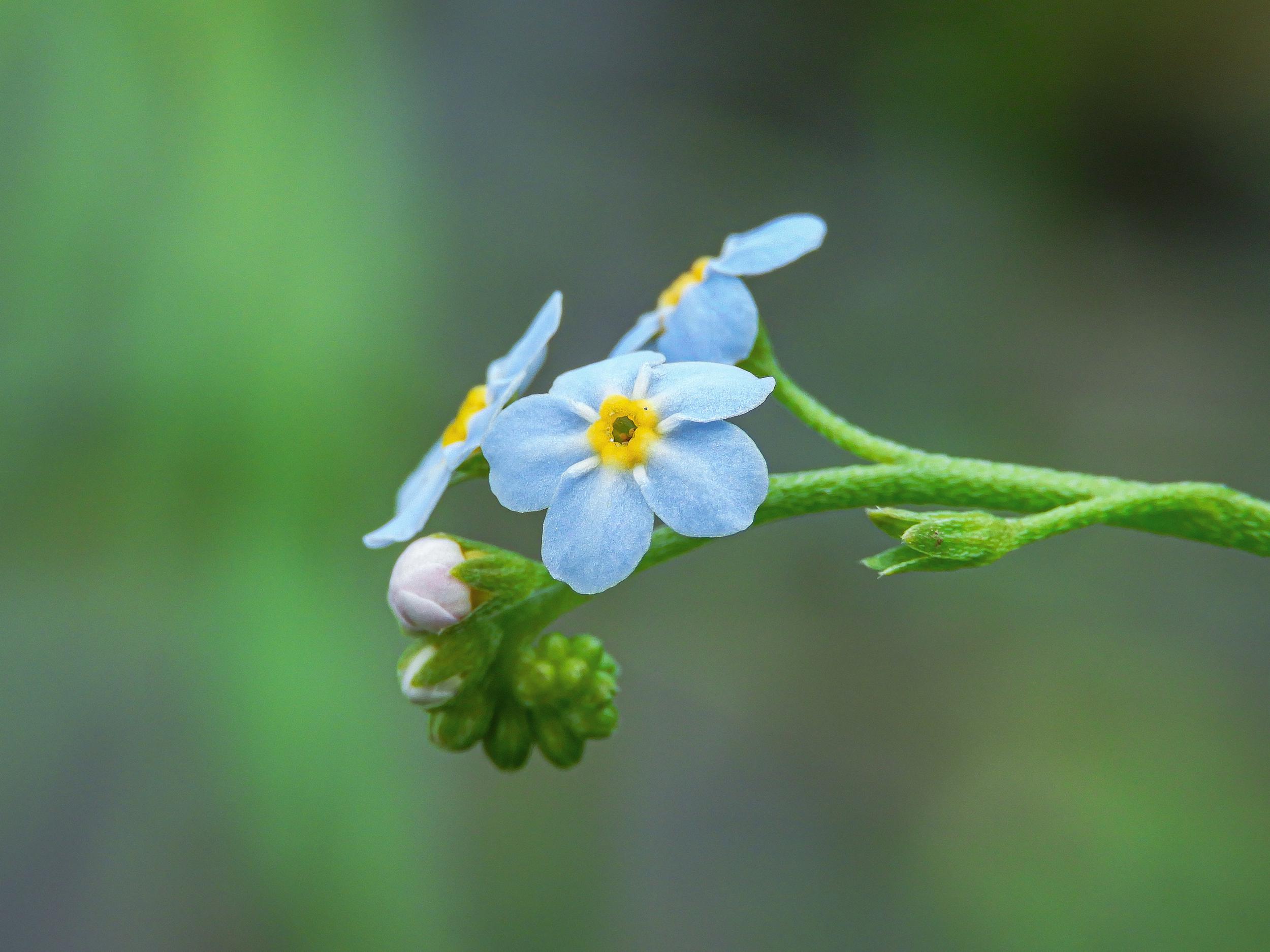 closeup-shot-alpine-forget-me-flowers-with-green-nature.jpg