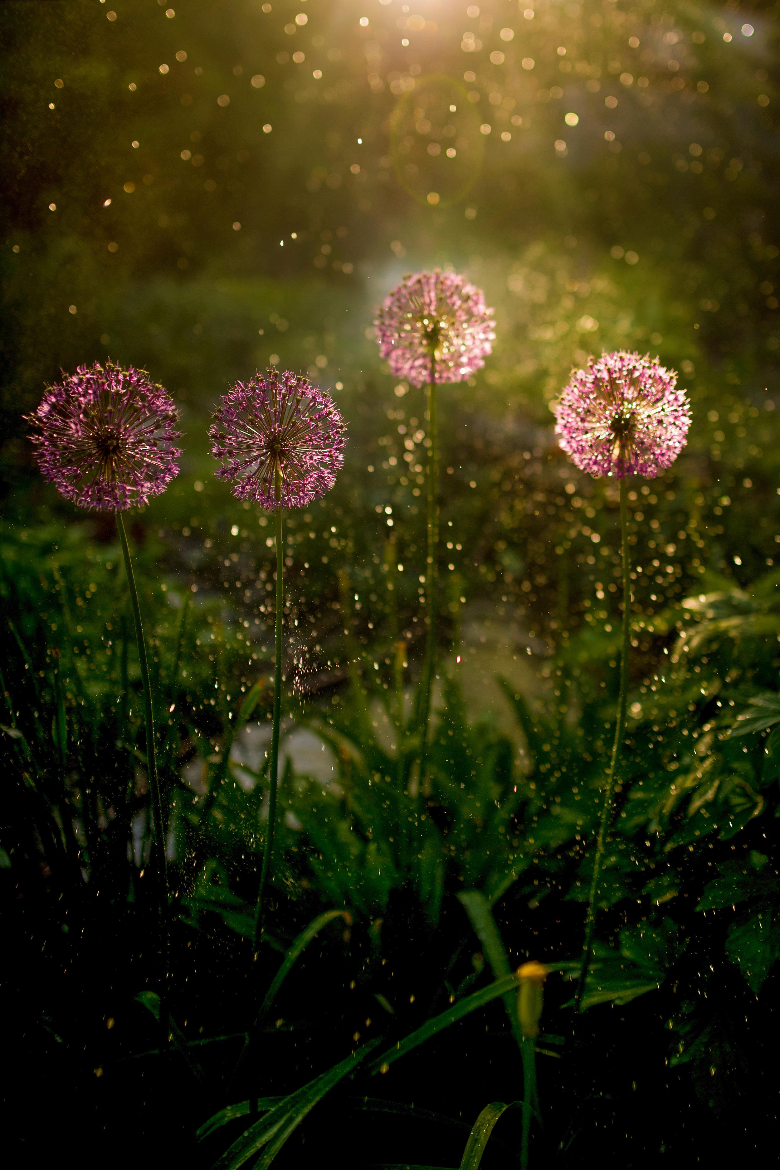evening-light-shines-green-grass-field-flowers.jpg