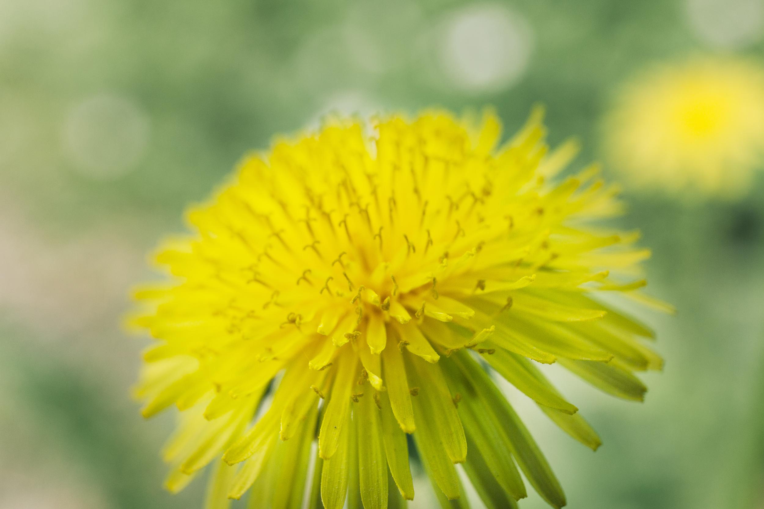 close-up-yellow-flower.jpg