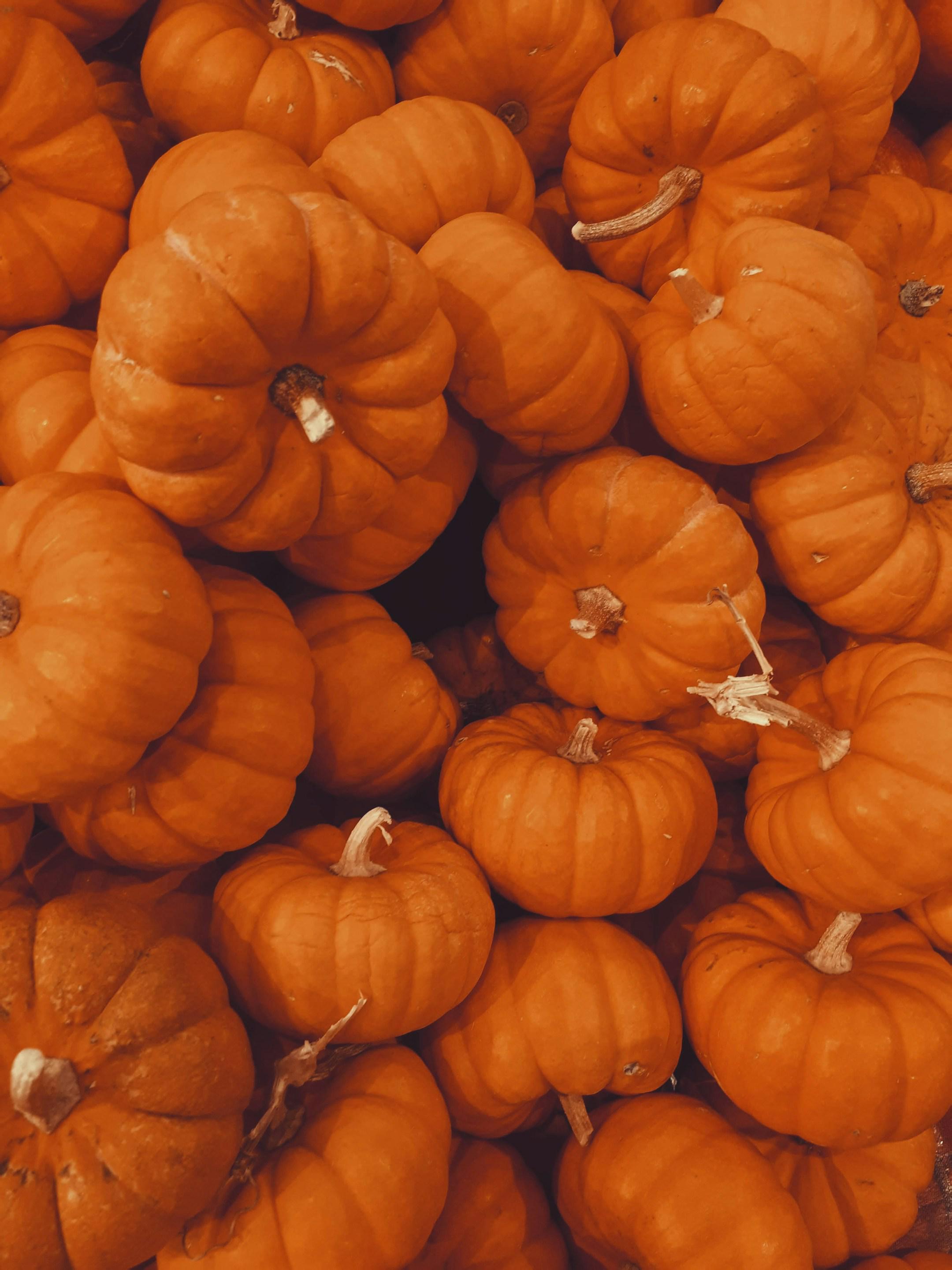 Experience the magic of pumpkin season