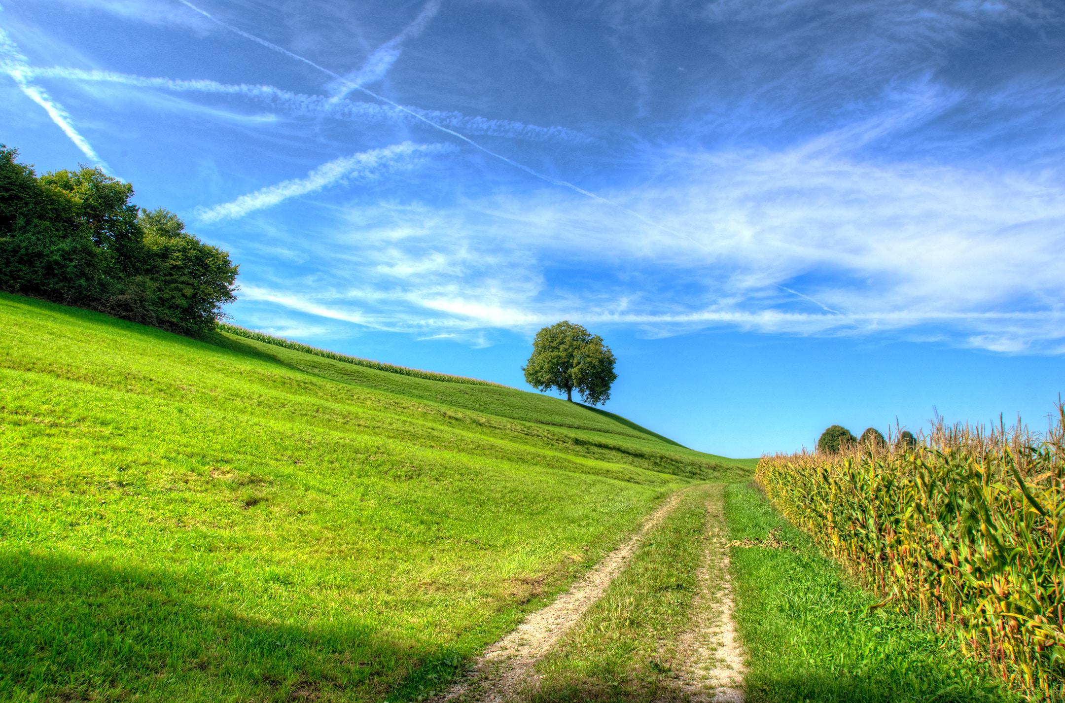 Tree and Green Hill