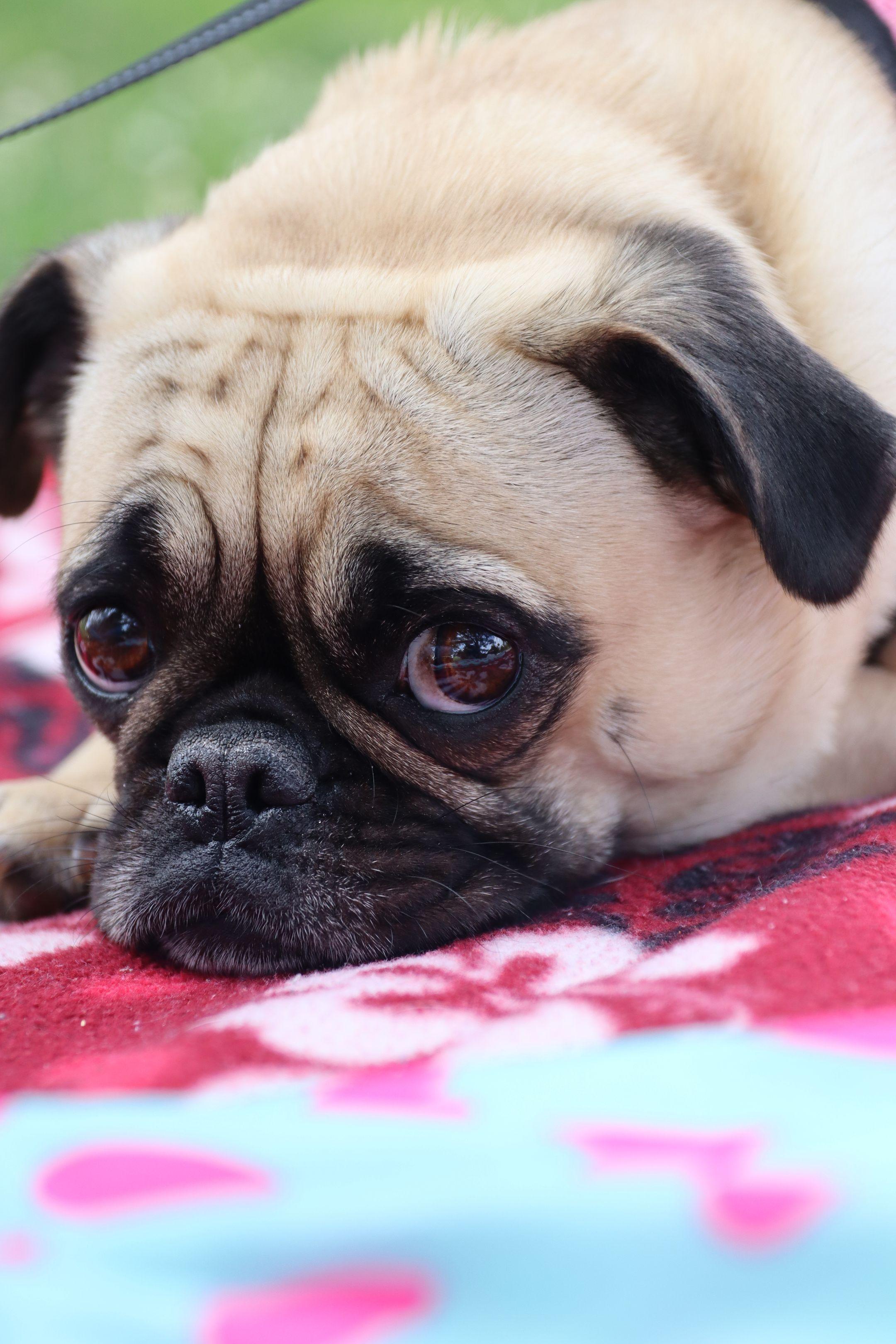 Cute pug puppy lying on a colorful blanket with a sad expression, perfect for pet lovers.