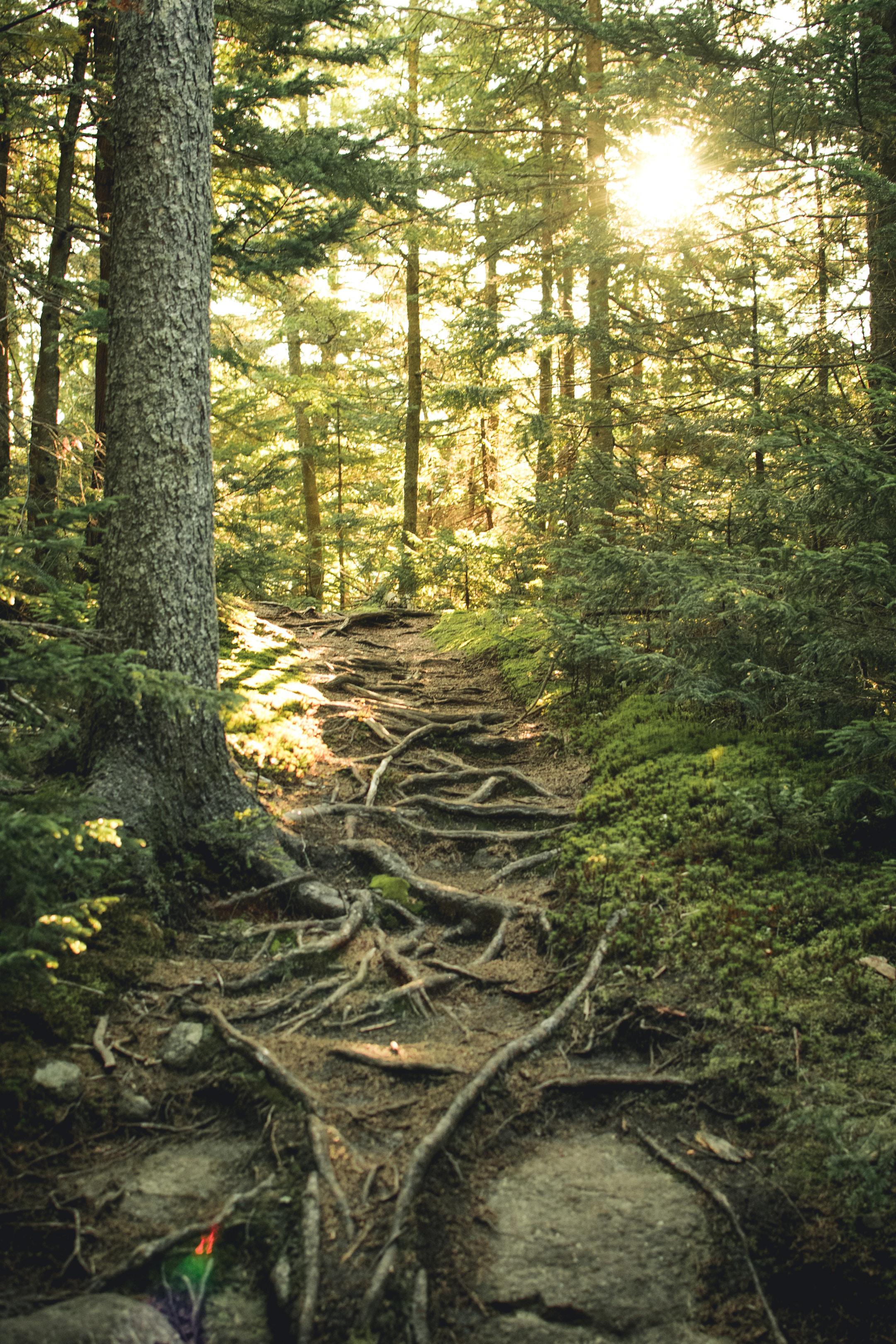 The Climb