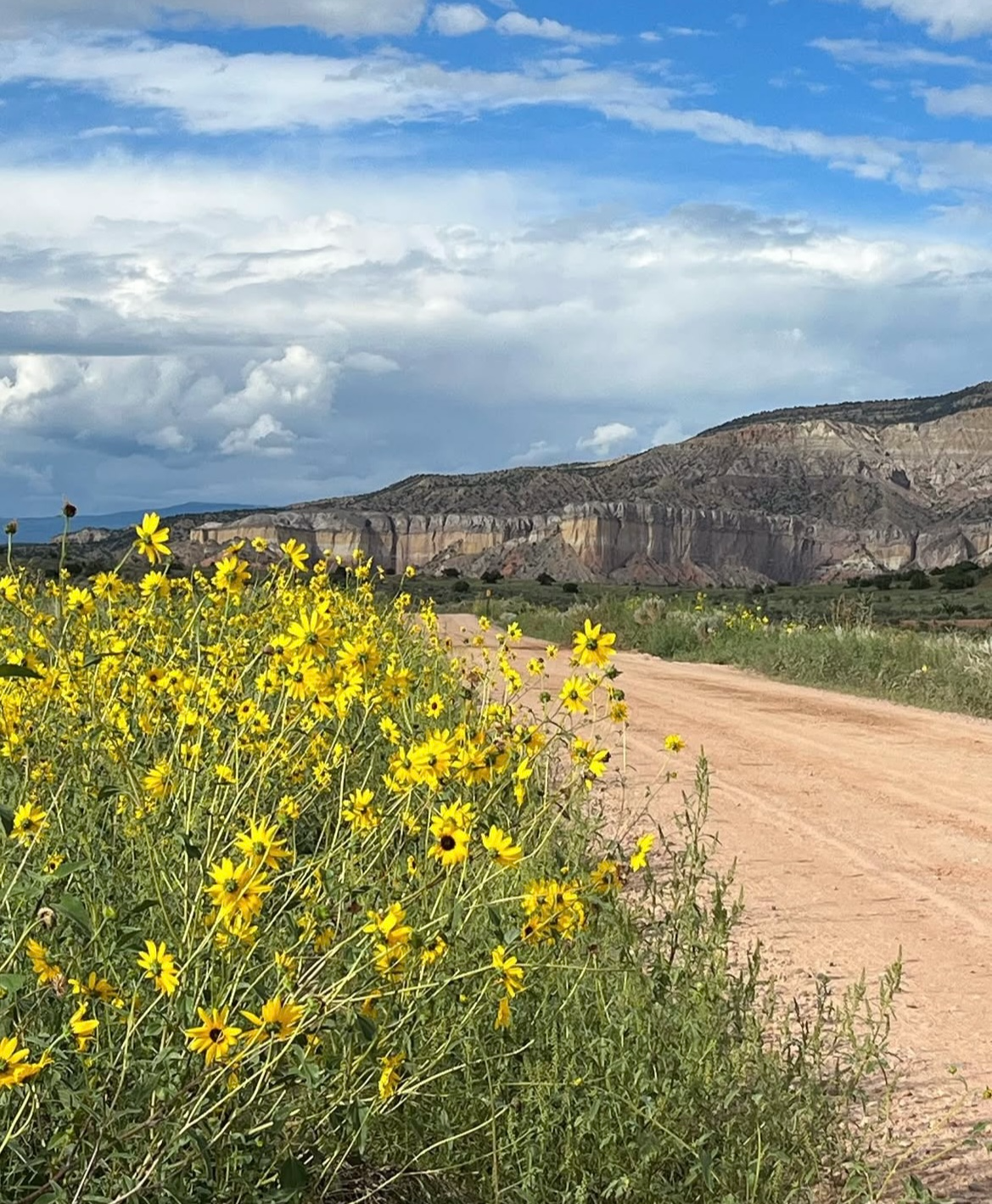 new_mexico._yellow_flower_photo-1752779038537.jpg
