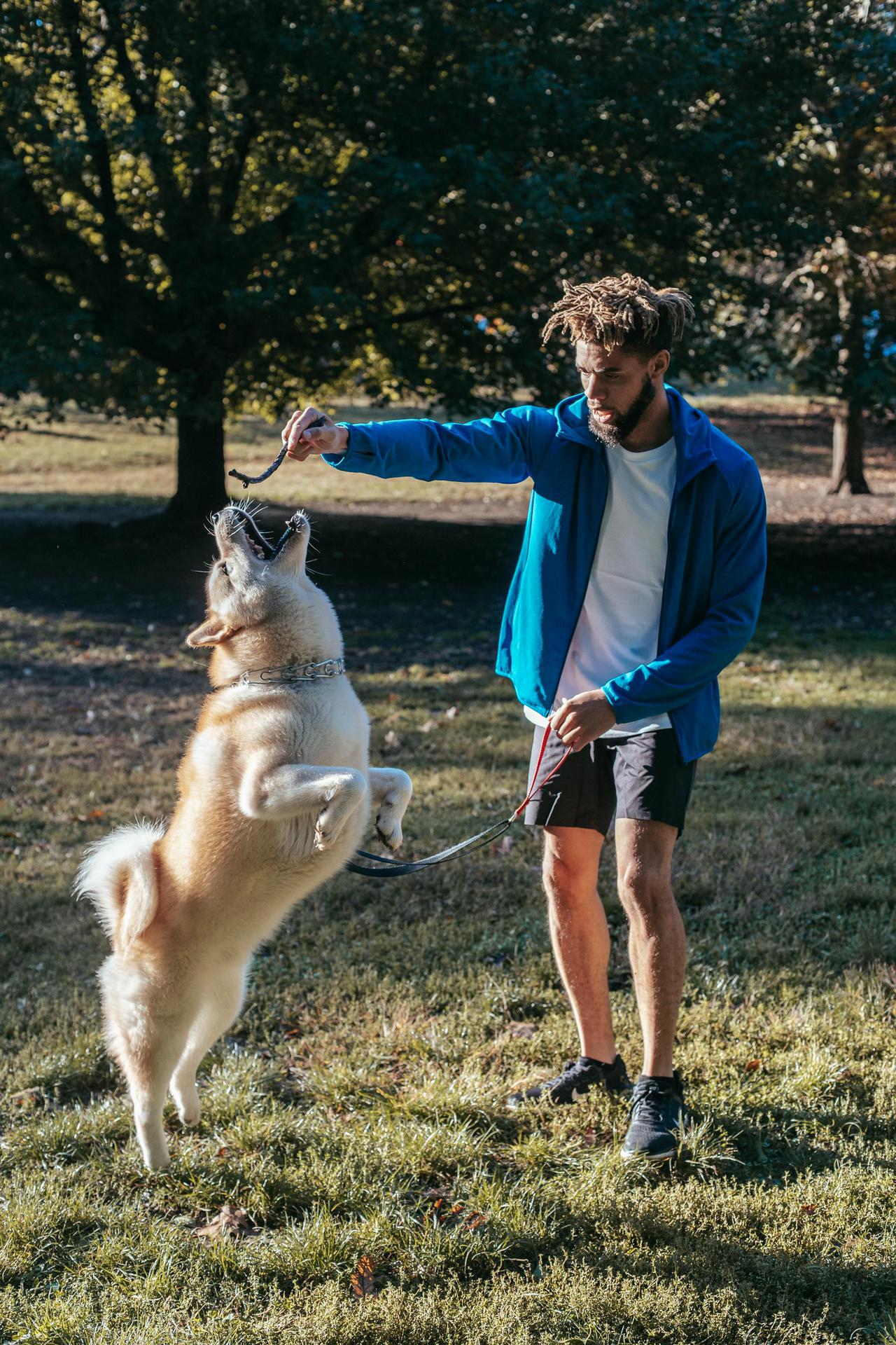 Young man training his playful Akita dog outdoors on a sunny day.