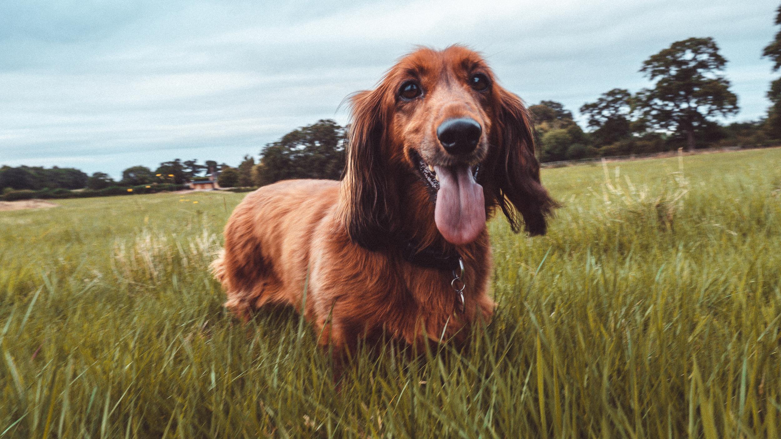 cute-funny-irish-setter-dog-running-grassy-field-with-its-tongue-out.jpg