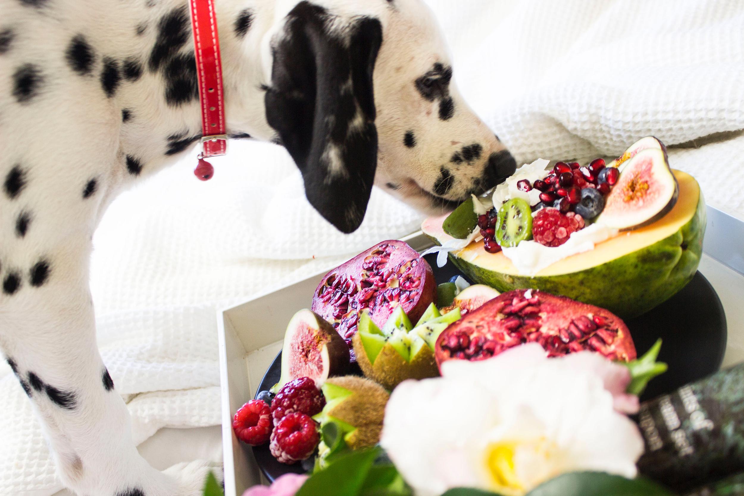The best vegan puppy food will be as refreshing and rejuvinating as a fruit-salad on a hot summer's day.