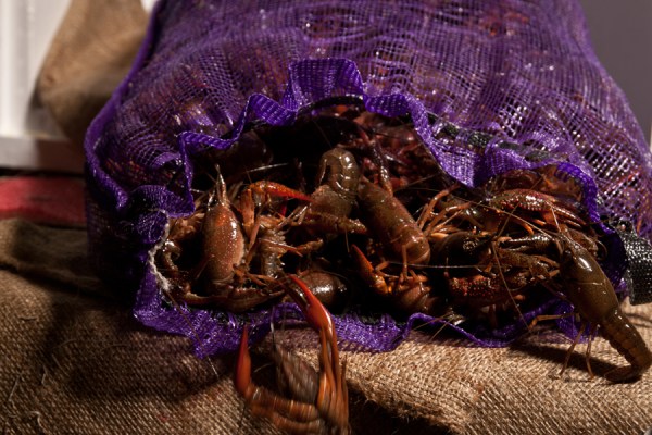 crawfis3.jpg