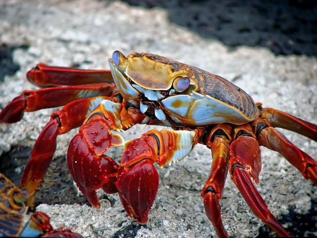 a69246f4-684c-11e9-ae88-0242ac110003-crab-298346_1920.jpg