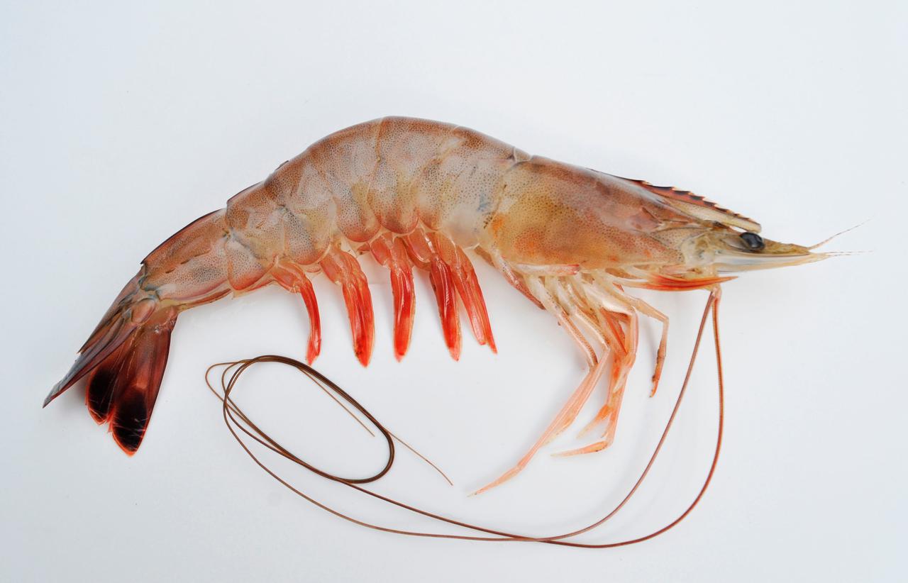 b9292fe4-37d2-11e9-bef3-0242ac110003-raw_shrimp_head_on_2.jpg