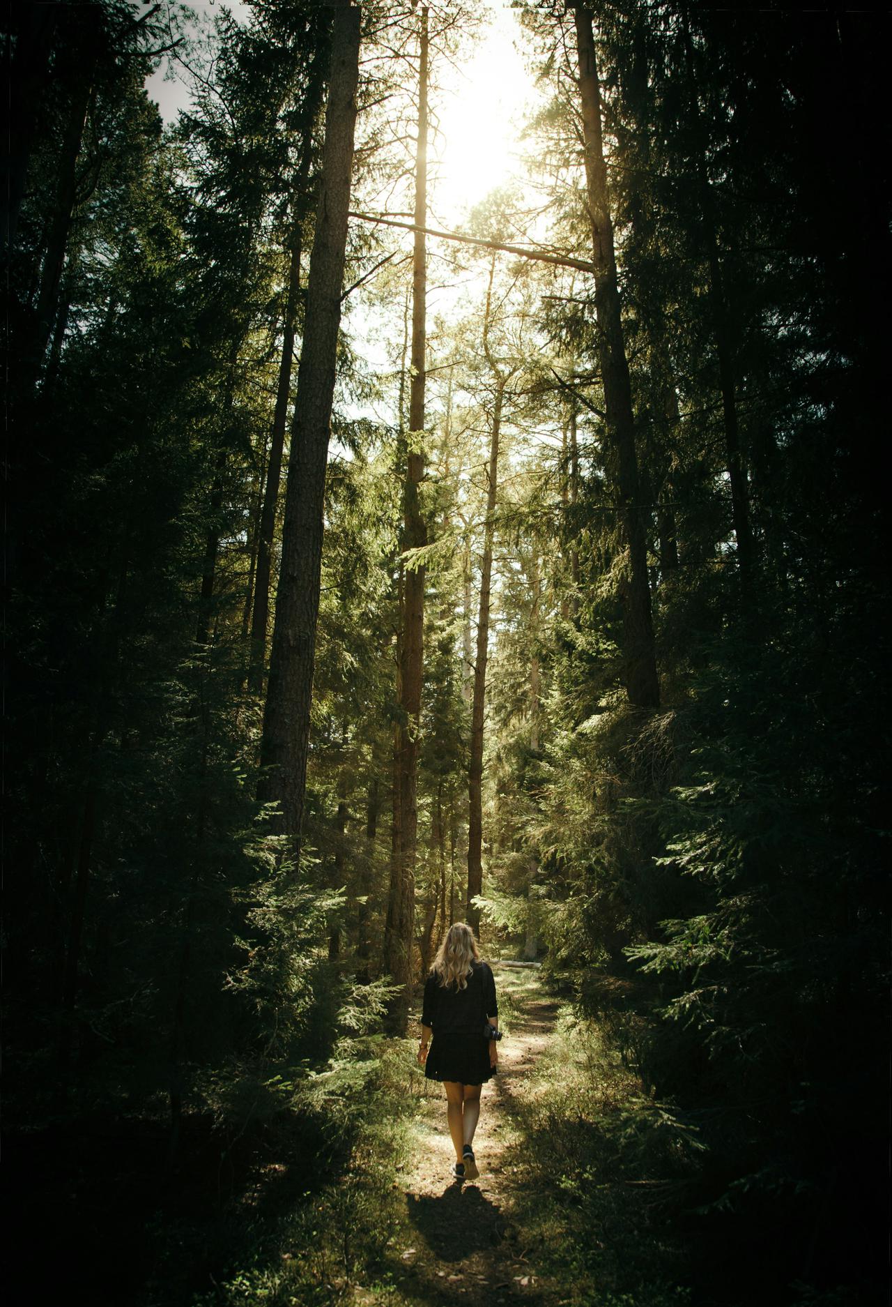 Lost in the woods