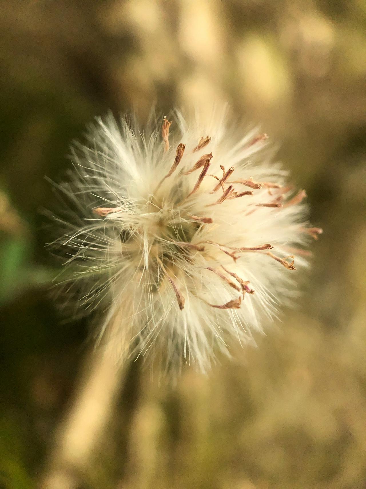 Seeds