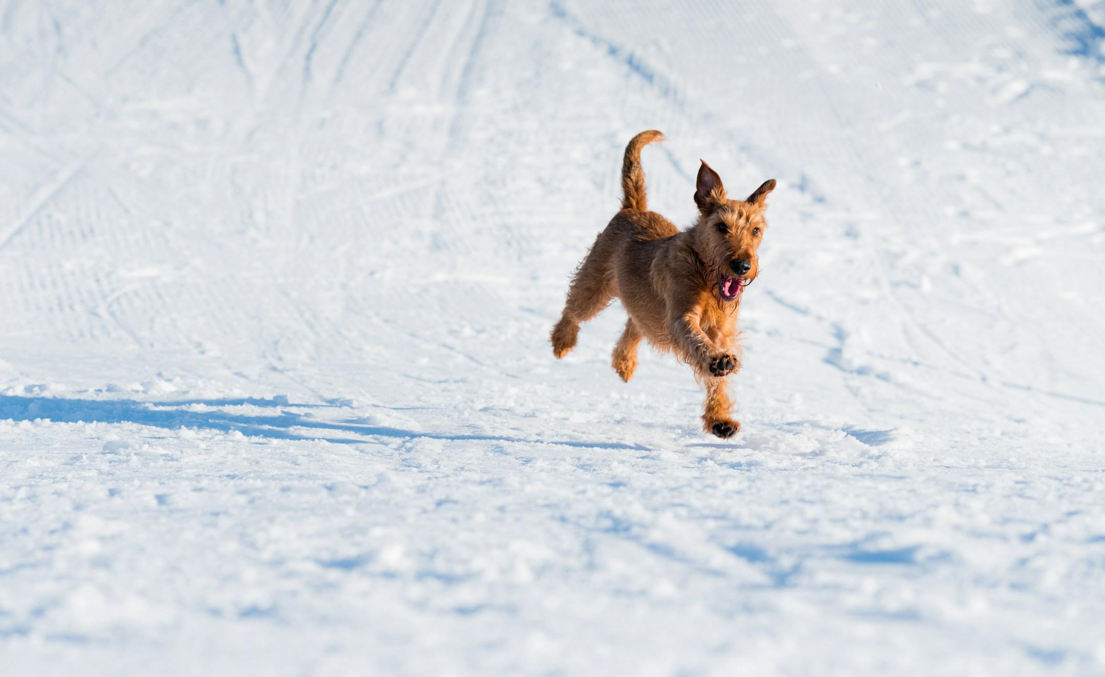 Paw prints left behind,
Bouncing towards joy ahead,
Rust streaks through white field.

This is the very first time Ellie saw mountains and snow. I think you can tell. I feel like her expression and elation at the discovery of this amazing thing in life quite accurately reflects my own inner feelings when in that environment. I guess animals are pretty good at showing us how awesome things around us can be at times.
Learn to let it show when you are madly in love with something, experience it to the ext