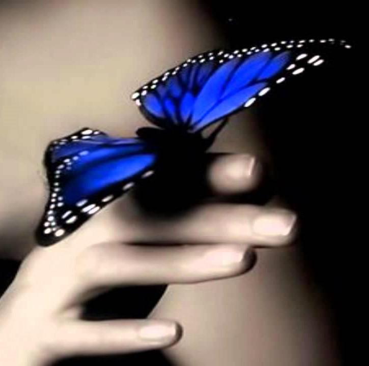 mariposa-1.1.jpg