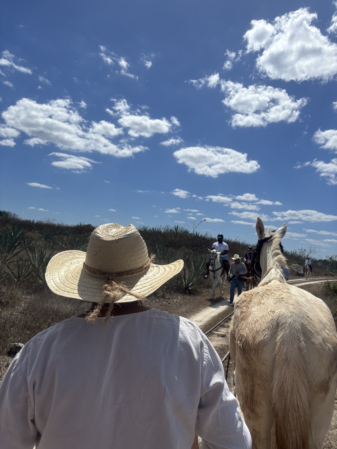 Mule trail ride