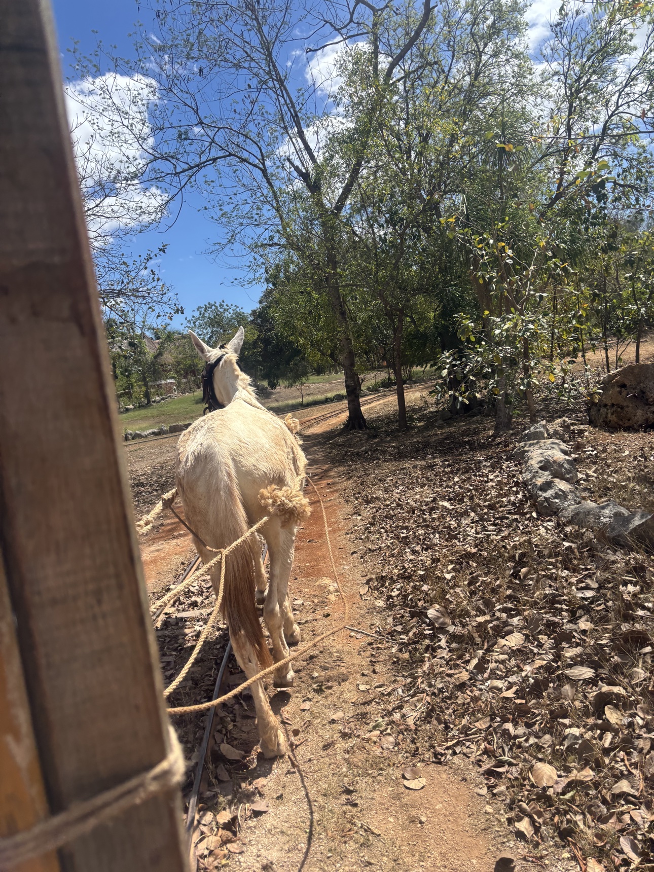 Horseback excursion