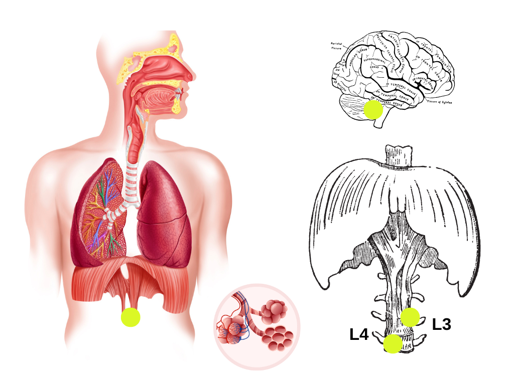 postura (4).png