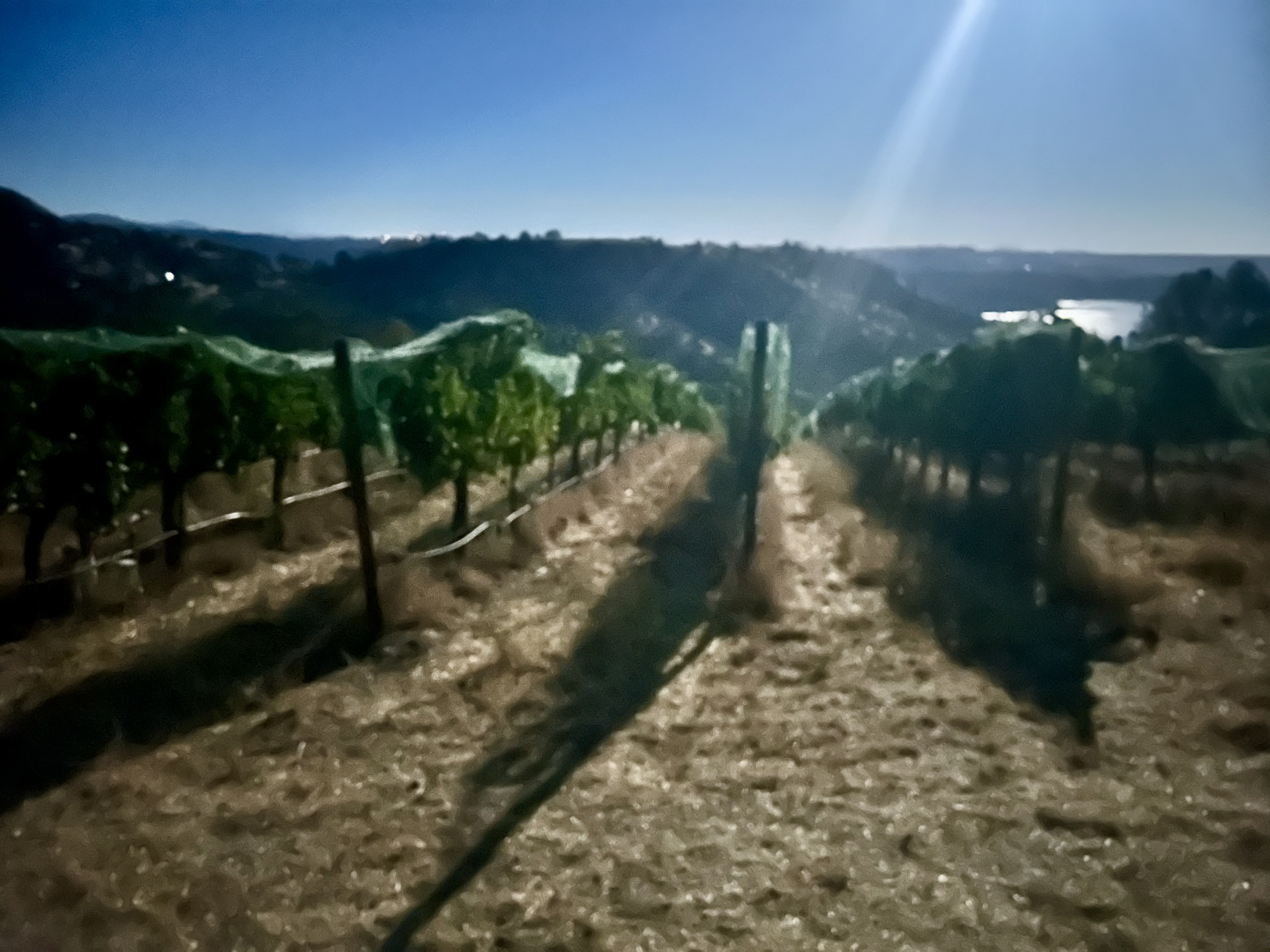 Vineyard