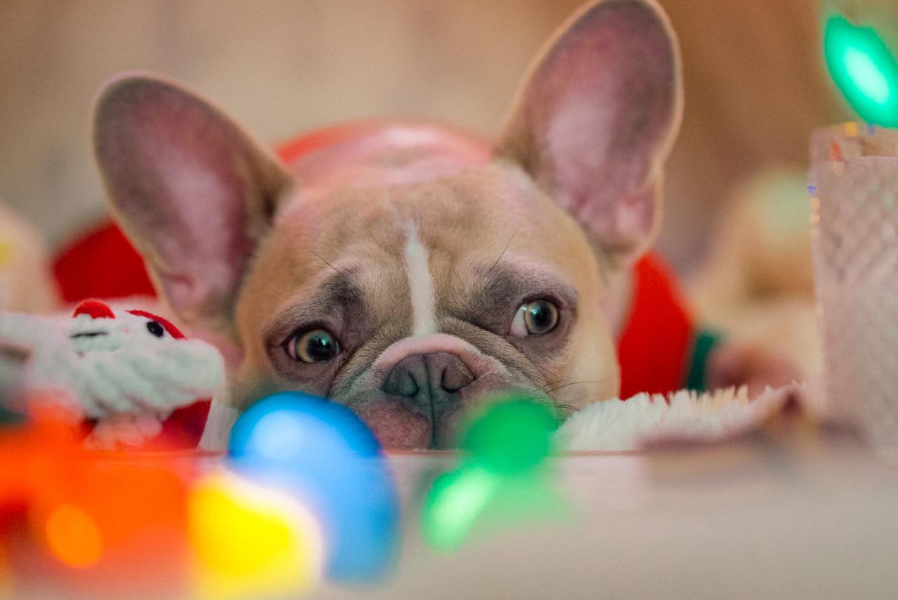 3 creative ways to give a French Bulldog puppy at no extra cost