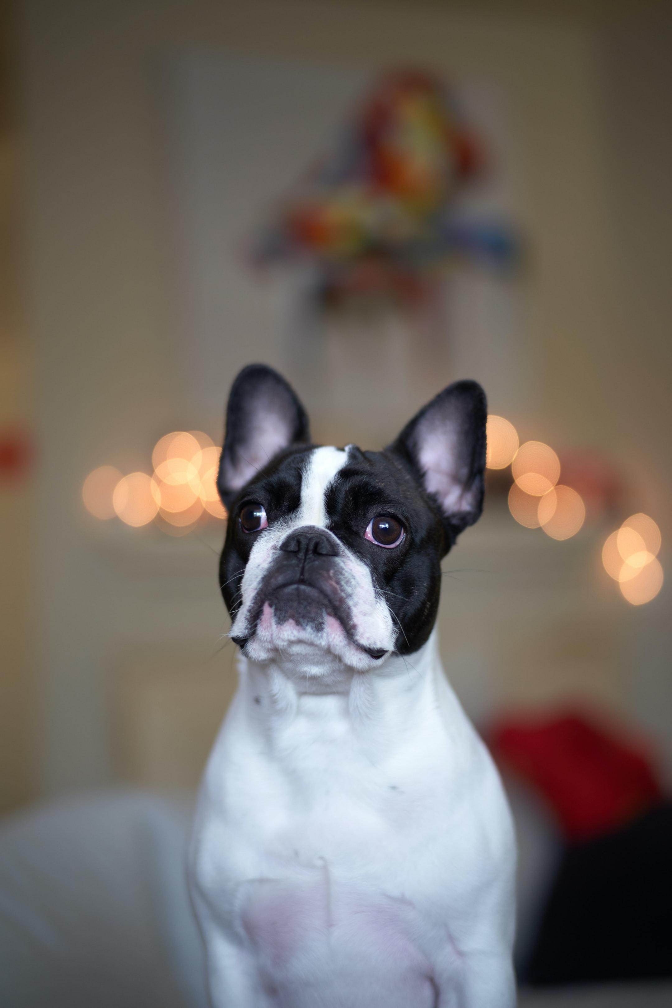 Where Should You Buy French Bulldogs in Southern California?