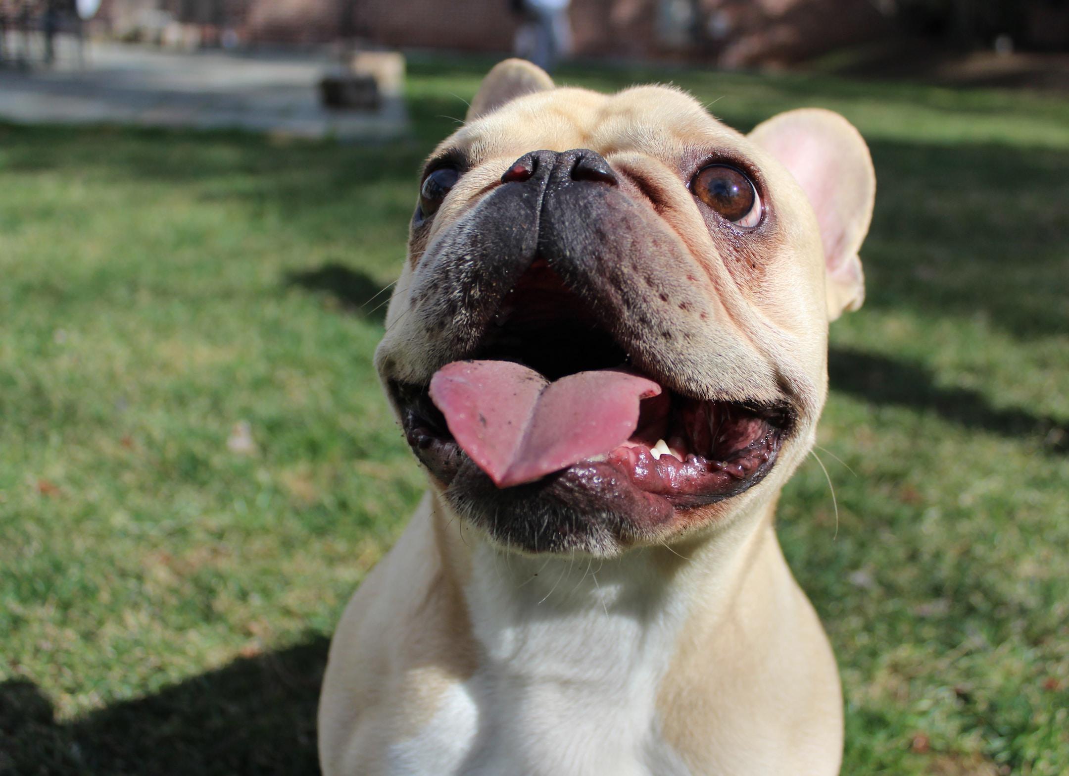 <strong>What the Best Blue French Bulldog Breeders Have in Common</strong>