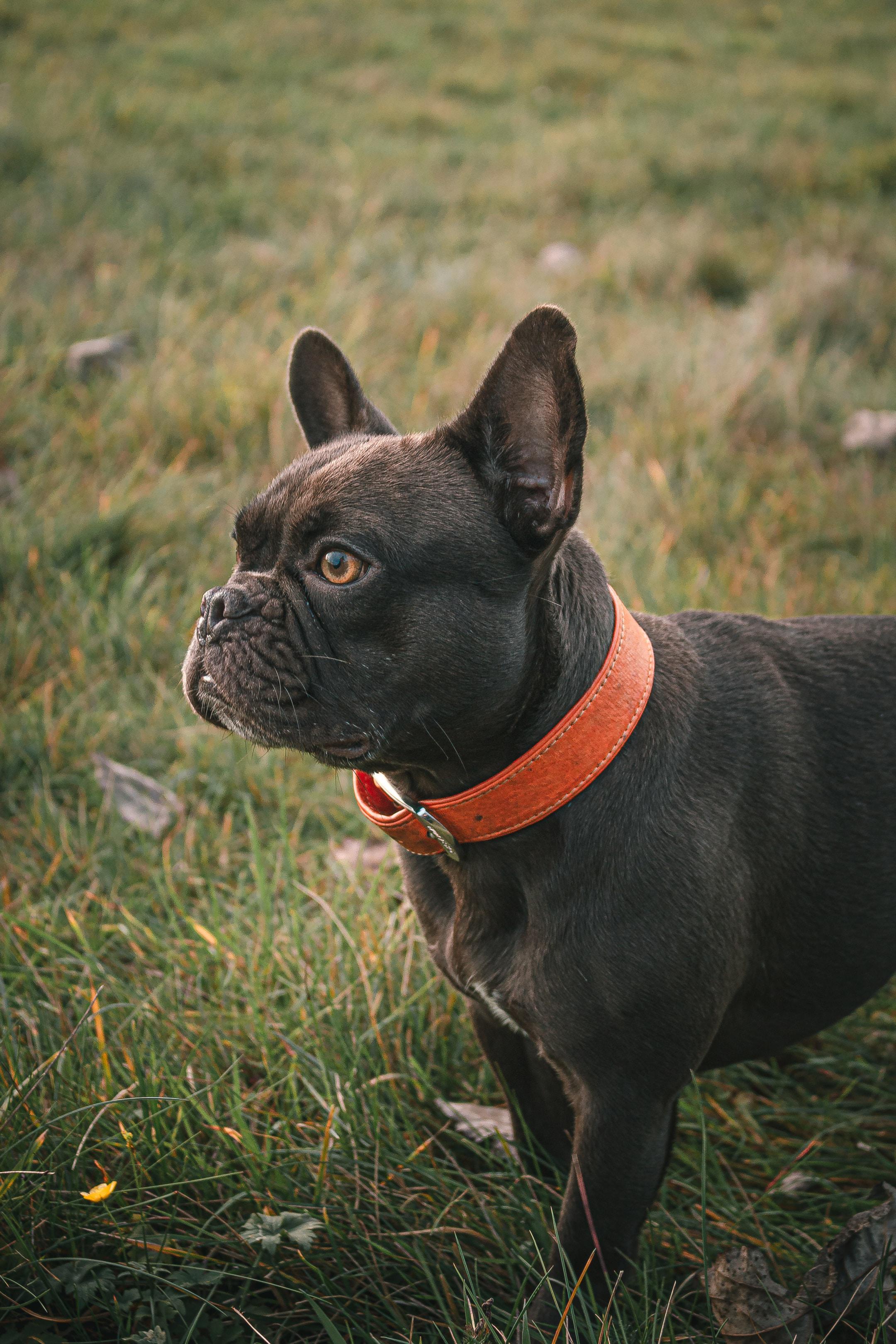 5 reasons AKC French bulldog puppies make great pets