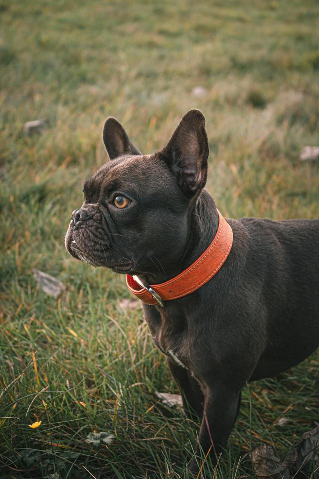 5 reasons AKC French bulldog puppies make great pets